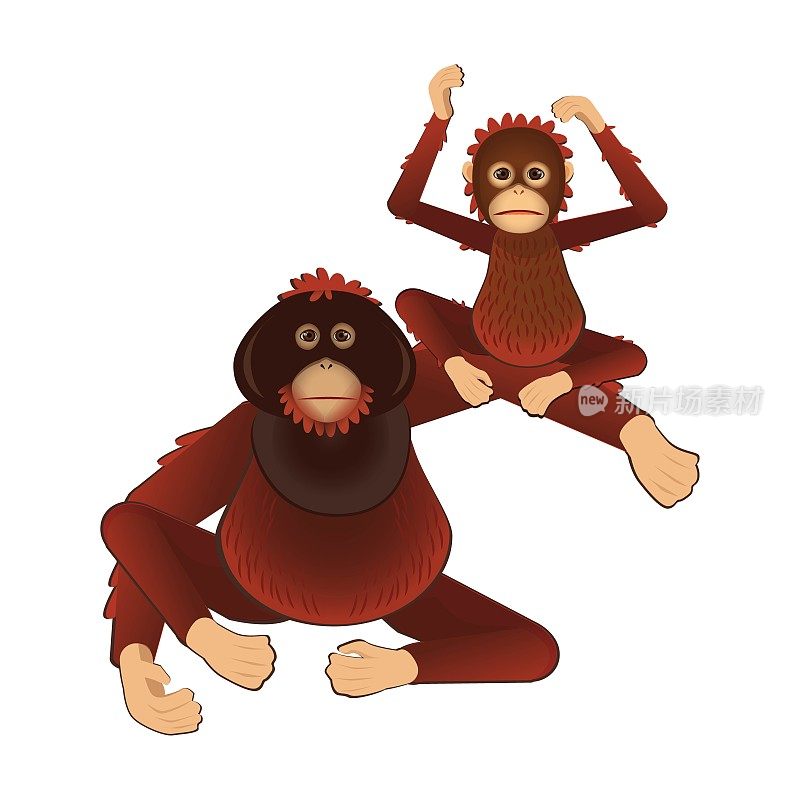 婆罗洲猩猩爸爸和小猩猩