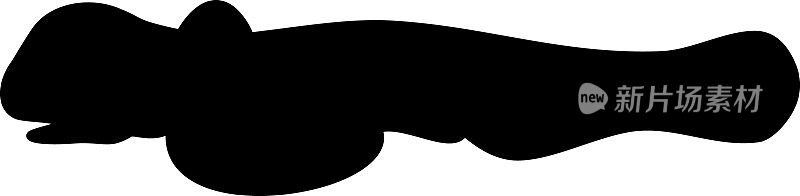 淡水鲈鱼(河鲈)幼虫的黑色剪影，孤立在白色背景上