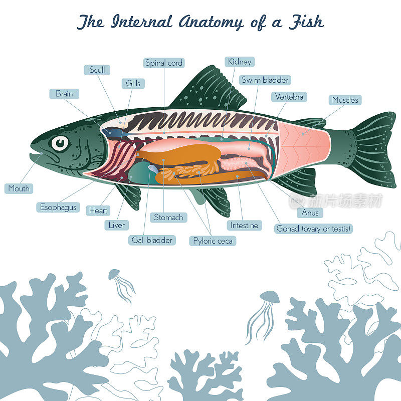 鱼内脏矢量艺术图解剖与标签