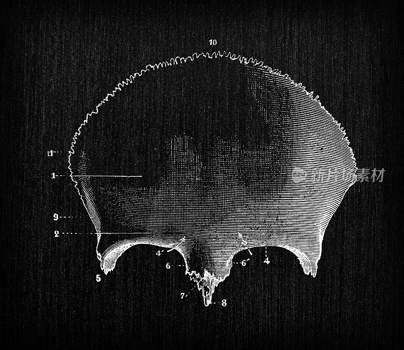 人体解剖骨骼古董插图，头骨:额骨