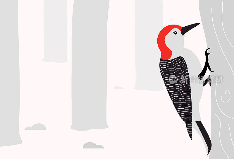 红腹啄木鸟栖息在一棵树上