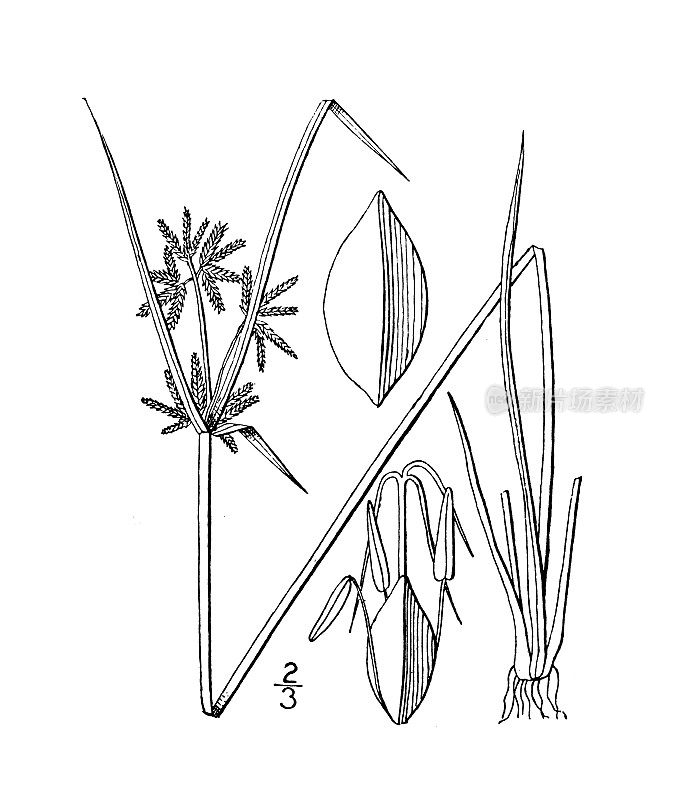 古植物学植物插图:香附、褐香附