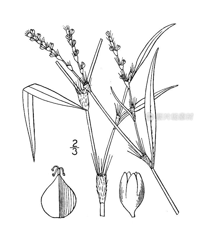 古植物学植物插图:青花蓼、青花桃