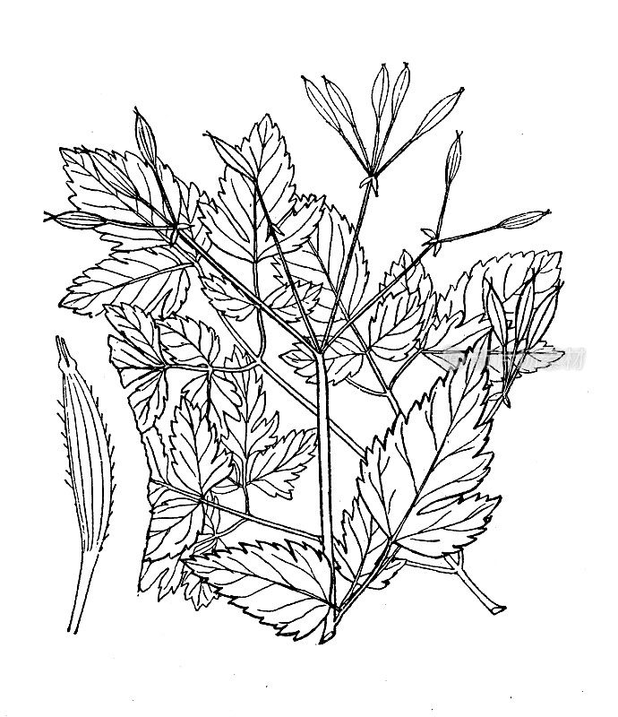 古董植物学植物插图:华盛顿龙，光滑甜西西利