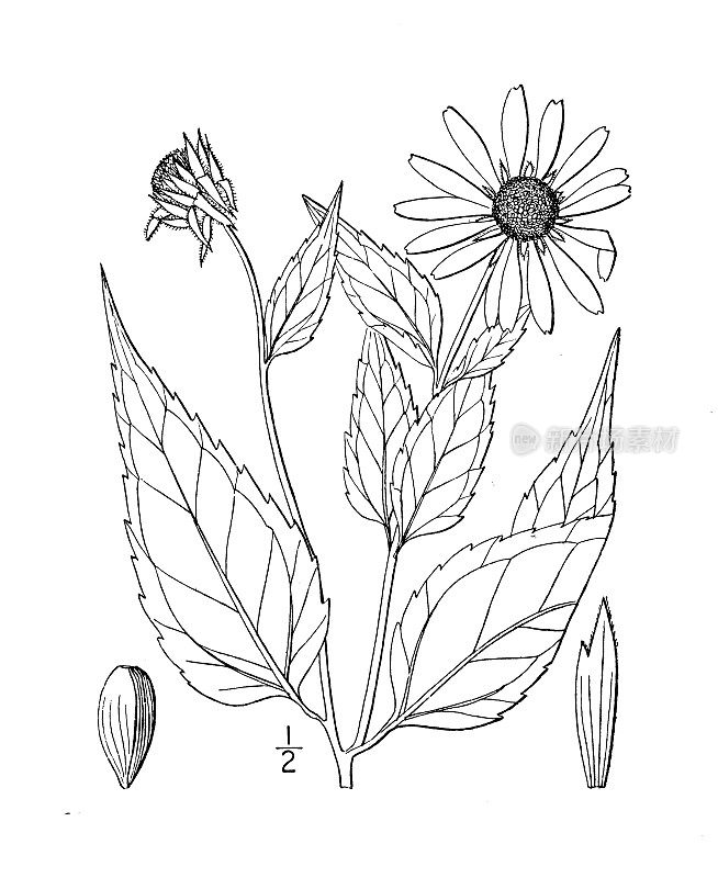 古植物学植物插图:向日葵、野生向日葵