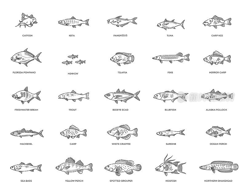 海洋鱼类、海洋鱼类和淡水鱼