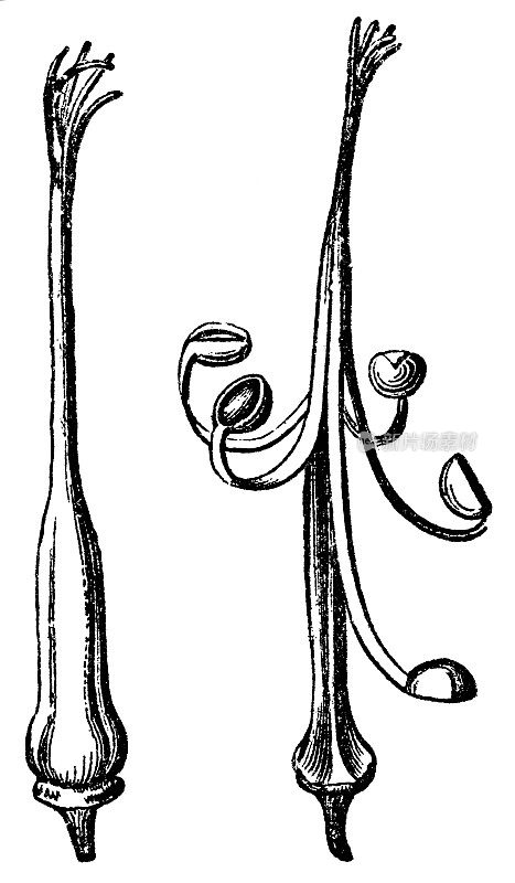 19世纪种子传播后的鹤嘴兰(天竺葵)雌蕊和喙