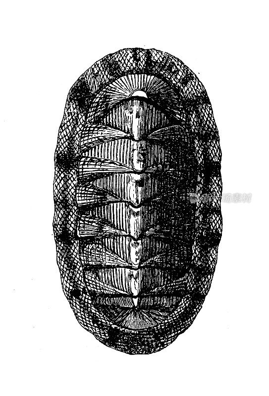 古代生物动物学图像:石鳖