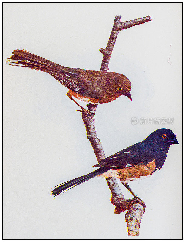 古代鸟类彩色图像:Towhee