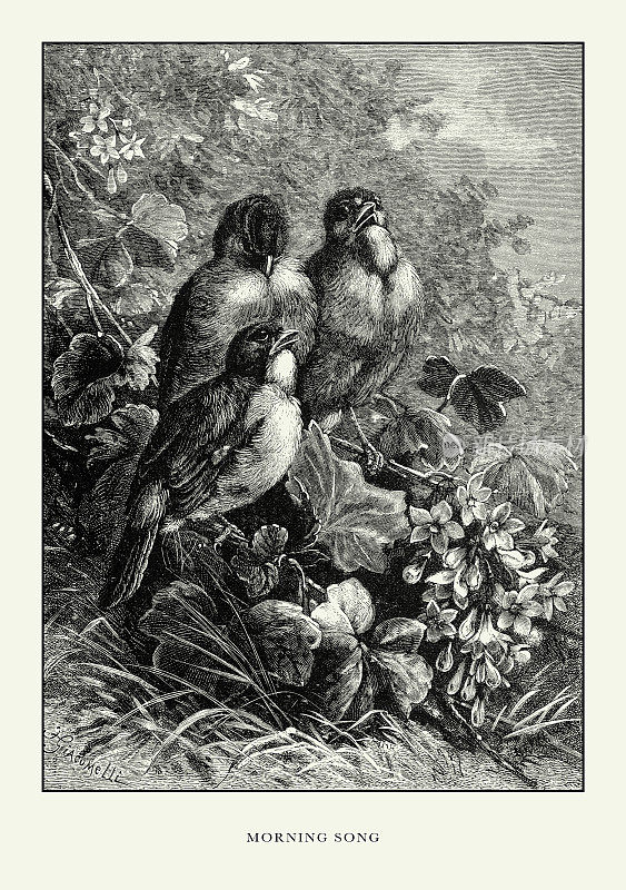 美国古董雕刻，晨歌，鸟:自然历史，1885年