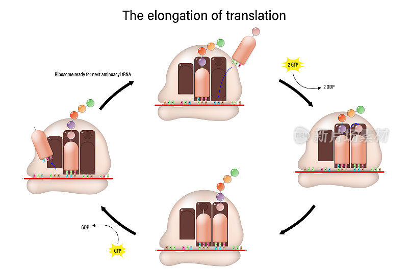 翻译概念的延伸。氨基酸被一个一个地加到前面的氨基酸上。