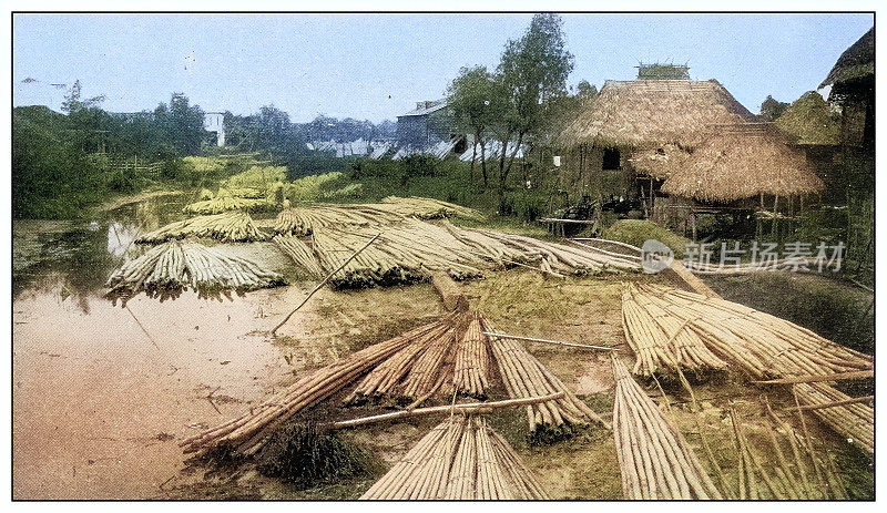 古董黑白照片:伐木场,菲律宾