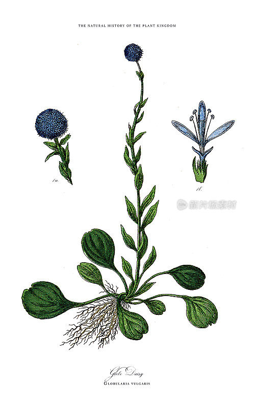 开花植物，植物王国，维多利亚植物插图，大约1853年