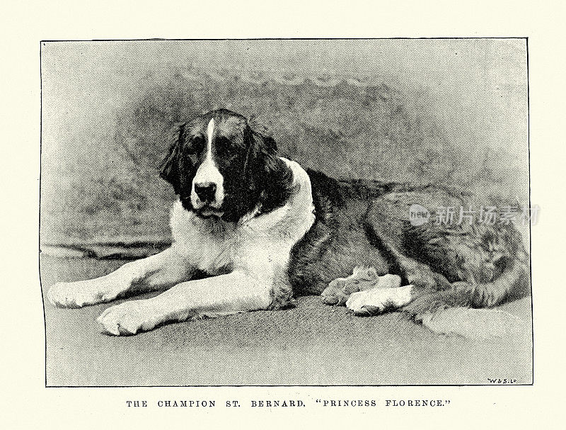 圣伯纳犬冠军，佛罗伦萨公主，1891年维多利亚时代，19世纪