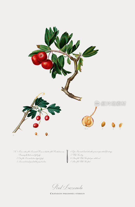 苹果，山楂，红拉泽罗拉，植物插图，大约1817年