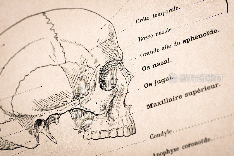 人体解剖插图从古董法国艺术书:头骨
