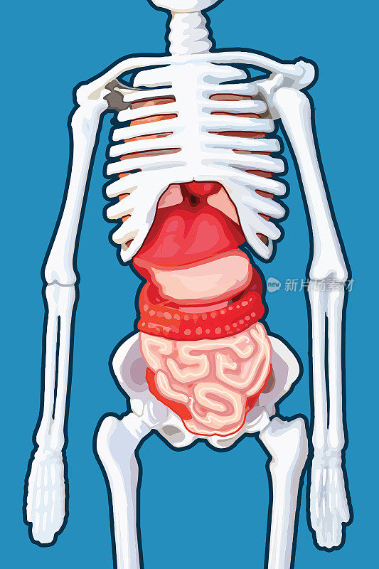 人体骨骼和内部器官