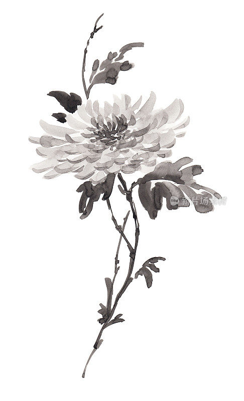 盛开花朵的水墨插画。烟灰墨的风格。