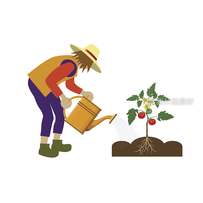 园丁浇灌西红柿