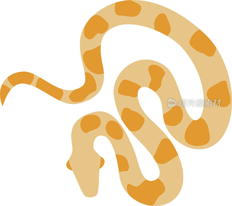 金蟒网白化蟒蛇野生动物自然蛇载体