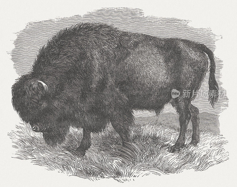 美洲野牛，木刻，1875年出版