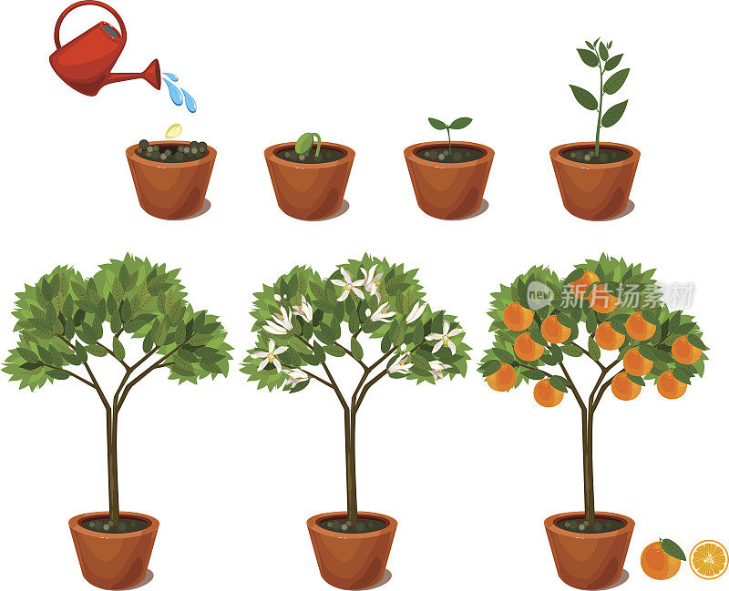 从种子生长到橘子树的植物。植物生命周期