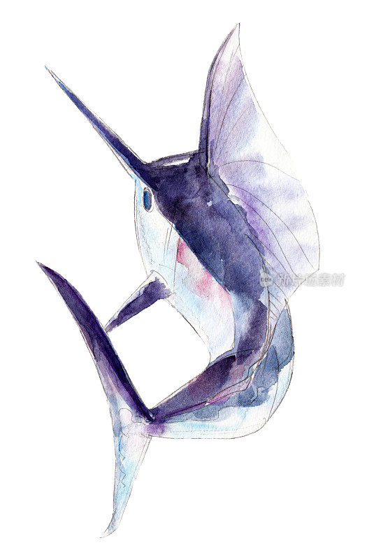 水彩剑鱼，蓝色马林鱼，手绘插图孤立在白色的背景。