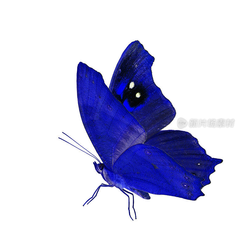 美丽的飞翔的蓝色蝴蝶，普通的棕色在花哨的颜色充分伸展翅膀孤立在白色的背景