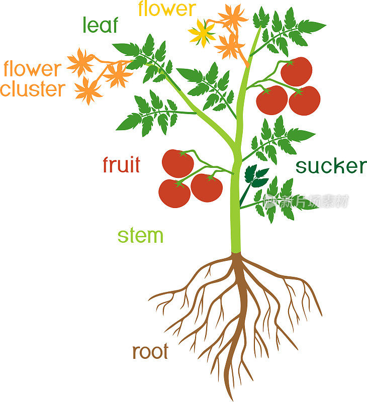 部分的植物。叶片绿色，果实红色，花黄色，根系孤立在白色背景上有标题的番茄植株形态
