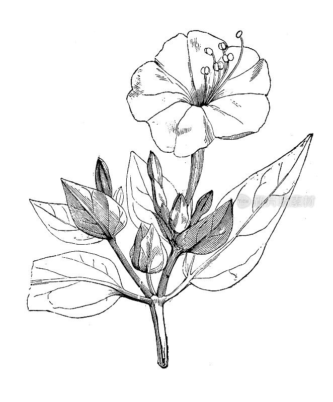 古代植物学插图:紫茉莉，秘鲁的奇迹