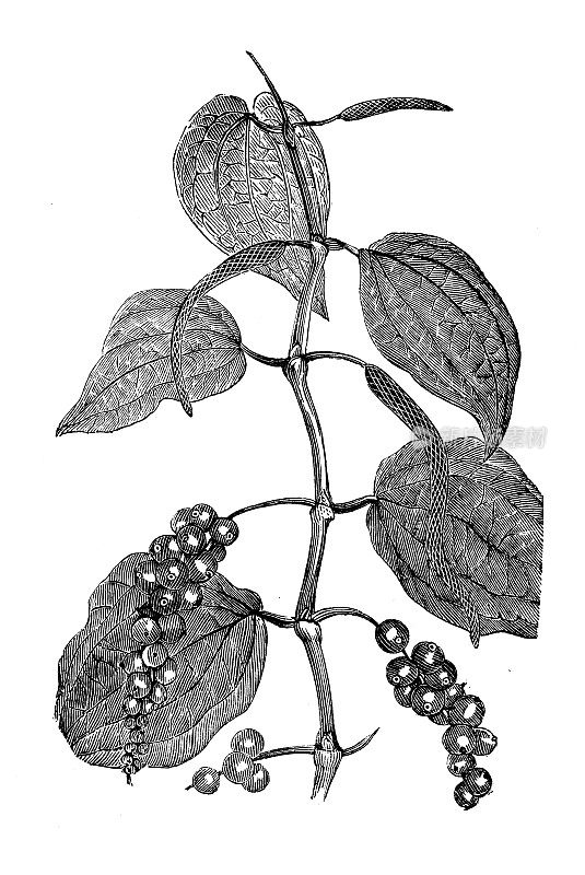 古植物学插图:黑胡椒(胡椒)
