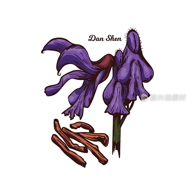 丹参红圣贤，潭参矢插图孤立。丹参，多年生植物丹参，根和紫花用作中药调味料