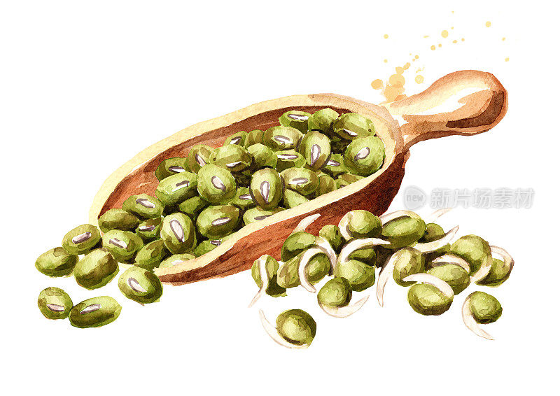 一勺生绿豆和芽豆。手绘水彩插图，孤立的白色背景