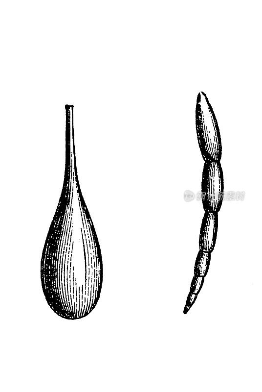 有孔虫(拉丁文为“洞承载者”;(俗称“有孔虫”)是单细胞生物，是一门或一类变形虫原生生物的成员，通常具有多种形式和材料的外壳