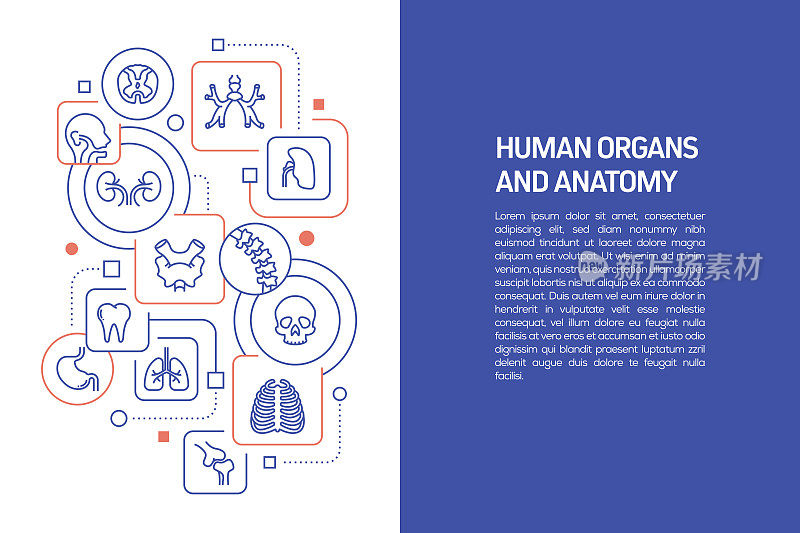 人体器官概念，带图标的人体器官矢量图