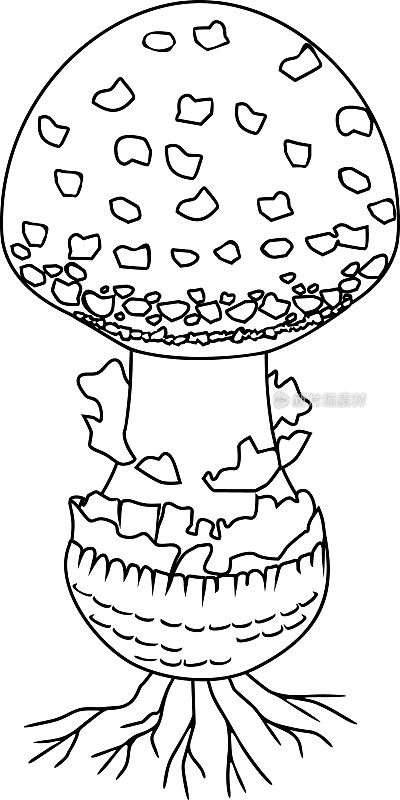 涂色页与蝇木耳(鹅耳菌)蘑菇分离在白色背景