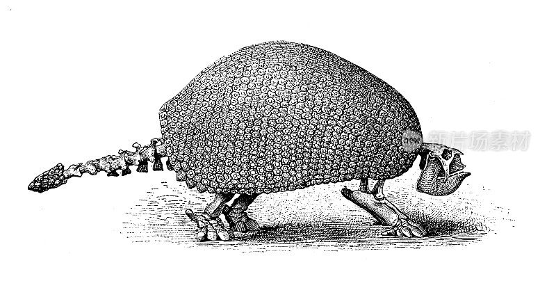 古董插图:Glyptodon