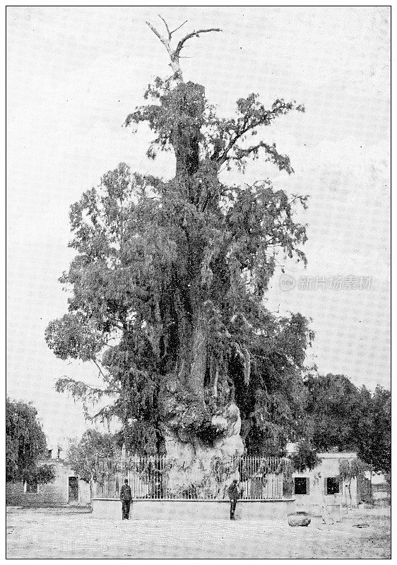 墨西哥古色古香的旅行照片:悲伤的夜树