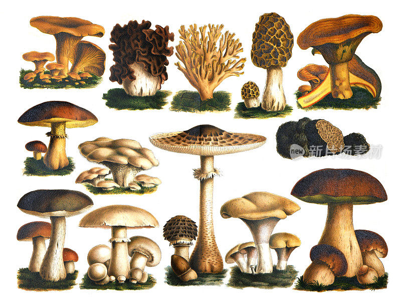 蘑菇集合。秋季森林松露蘑菇景象。蘑菇收集优黑孢菌或块菌。牛肝菌，蘑菇菌，香菇，黄香菇。手绘雕刻插图。基本的森林食品。食用香草。