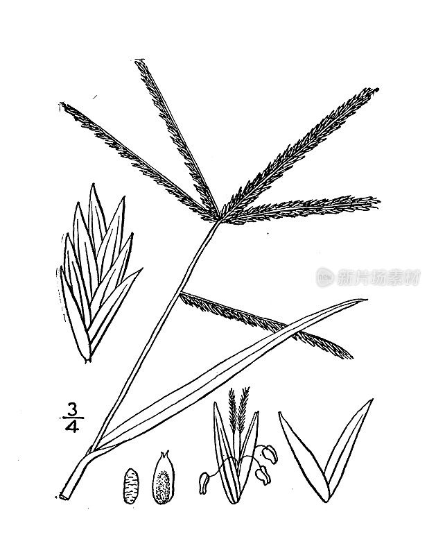 古植物学植物插图:柳叶草、铁丝草