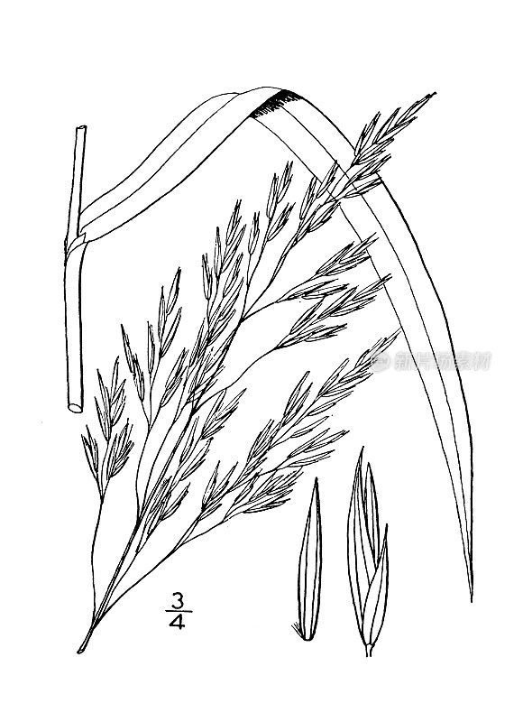 古植物学植物插图:羊齿草、羊齿草