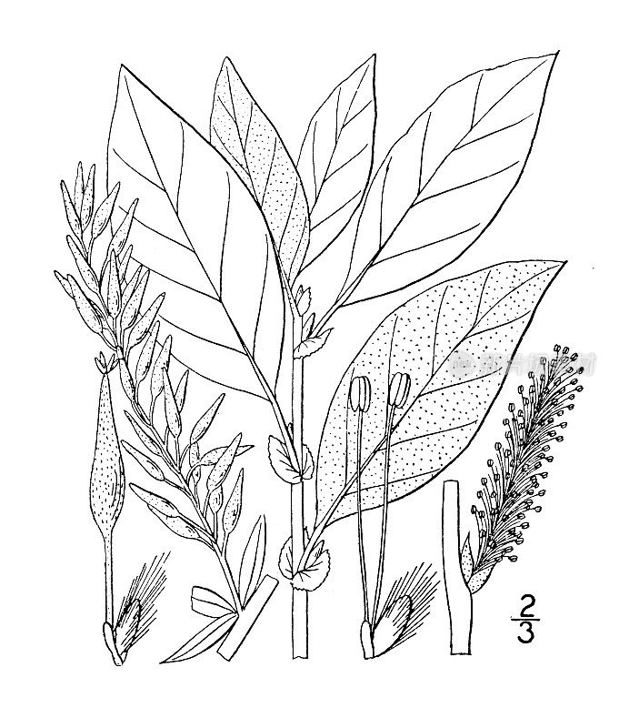 古植物学植物插图:白柳、白柳