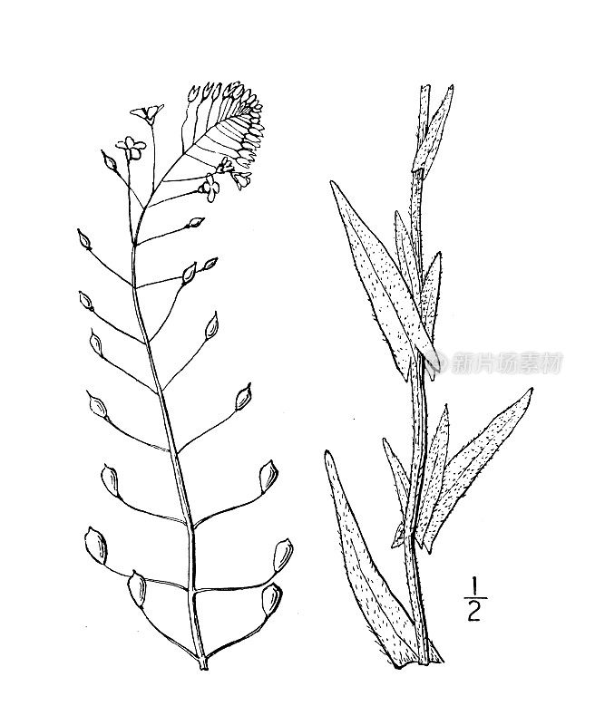 古植物学植物插图:亚麻荠，小果的假亚麻