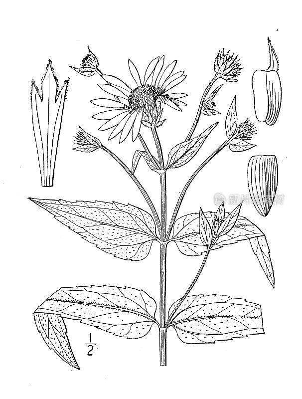 古植物学植物插图:向日葵，粗糙向日葵