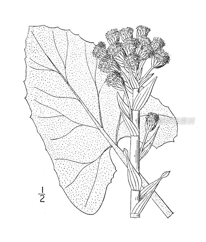 古董植物学植物插图:箭矢状，箭叶甜的Coltsfoot
