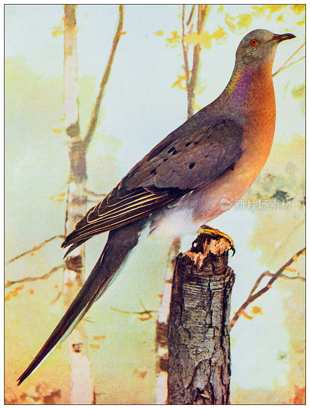 古董鸟类彩色图像:候鸽