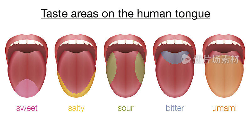 人类舌头的味觉区域——甜、咸、酸、苦、鲜——和适当的味蕾的颜色区域。孤立的矢量插图上的白色背景。