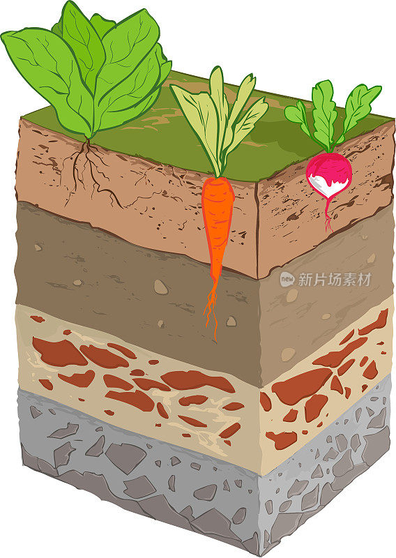 矢量插图的蔬菜土壤层