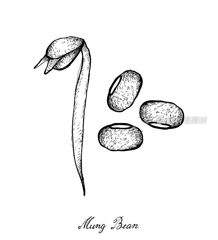 手绘的绿豆和豆芽