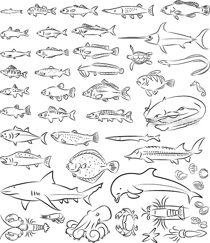 海洋鱼类和生物